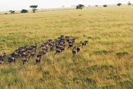 Image of wildebeest