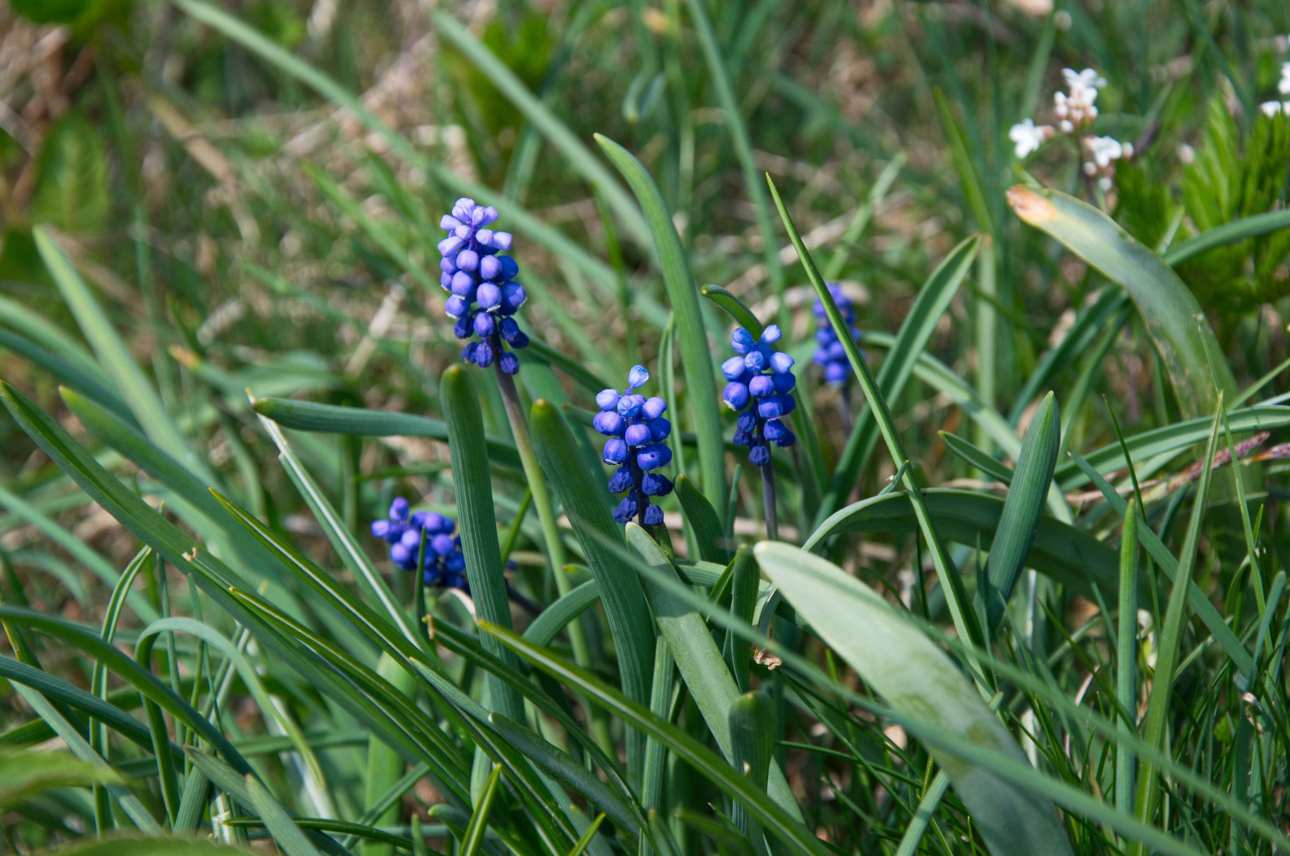 Image of Grape hyacinth