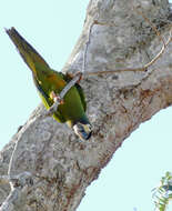 Image of Golden-collared Macaw