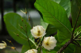 Image of Elaeocarpus grandiflorus J. E. Smith