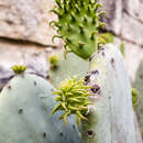 Image of Opuntia ellisiana