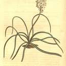 Image of Wild hyacinth