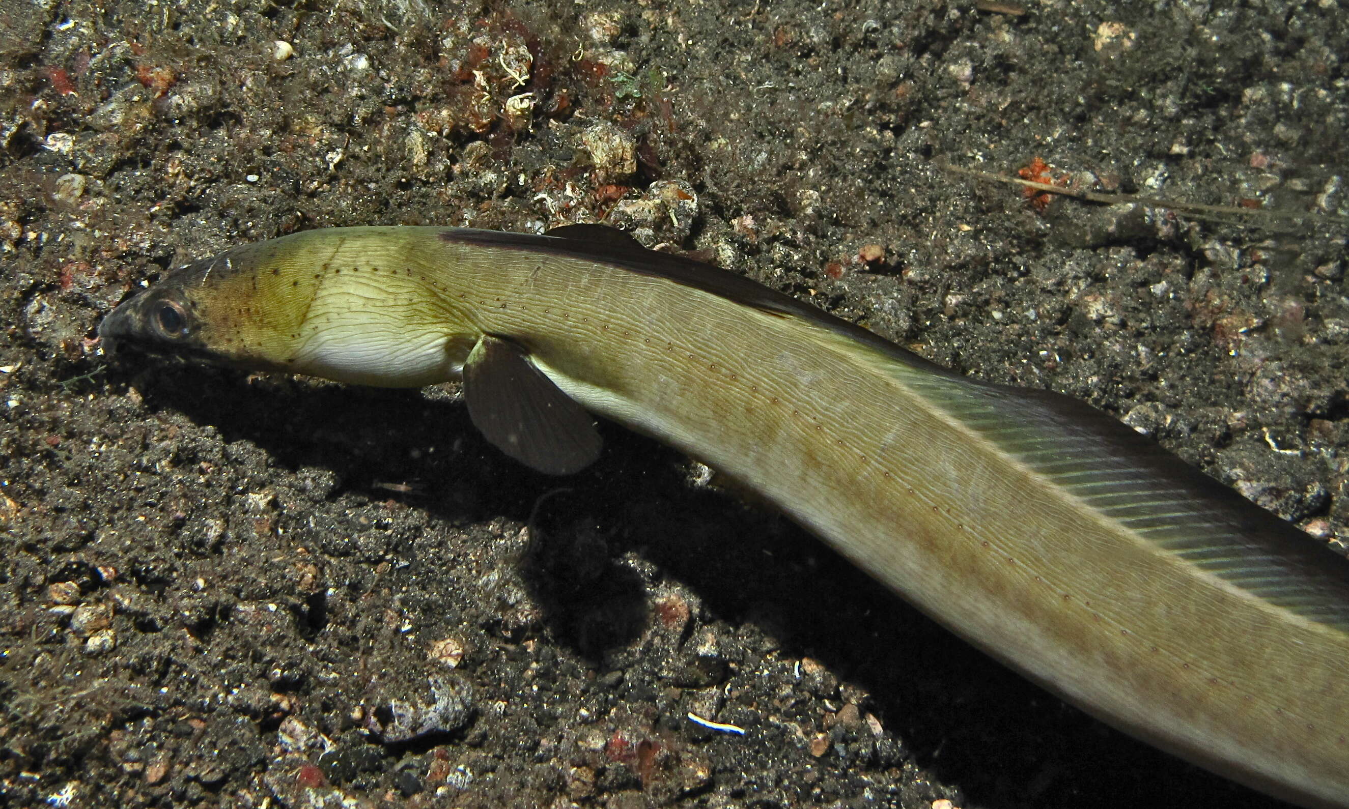 Image of Highfin snake eel