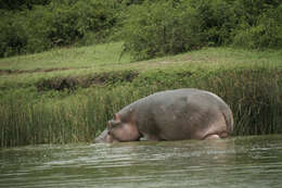 Hippopotamus Linnaeus 1758 resmi