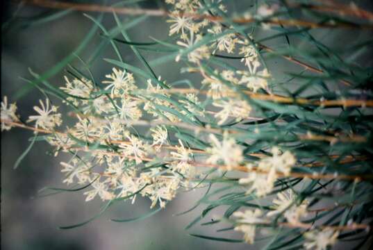 Image of Hakea varia R. Br.