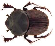 Image of Onthophagus (Phanaeomorphus) sycophanta Fairmaire 1887