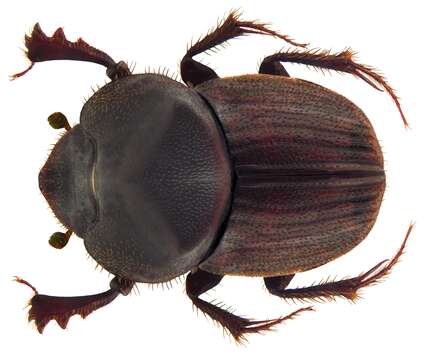 Image of Onthophagus (Phanaeomorphus) sycophanta Fairmaire 1887