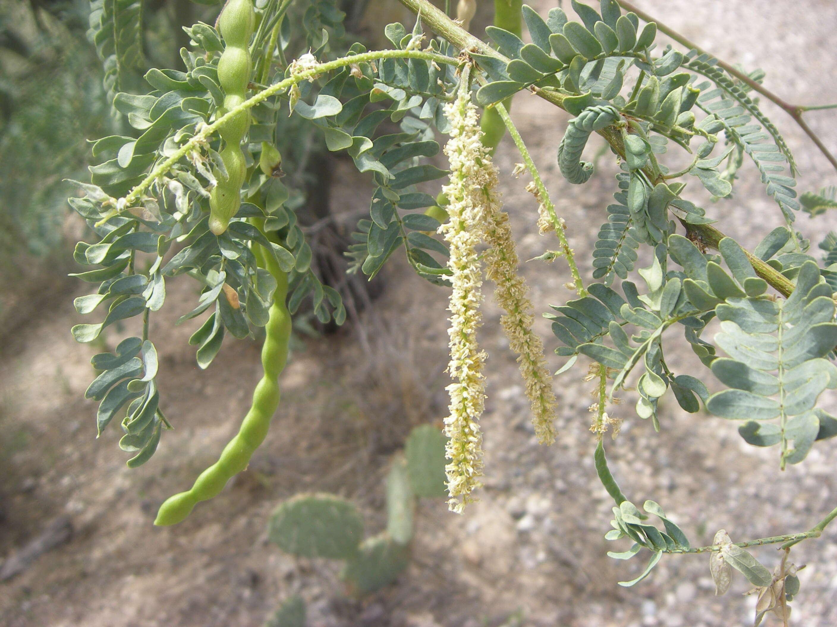 Sivun Prosopis velutina Wooton kuva