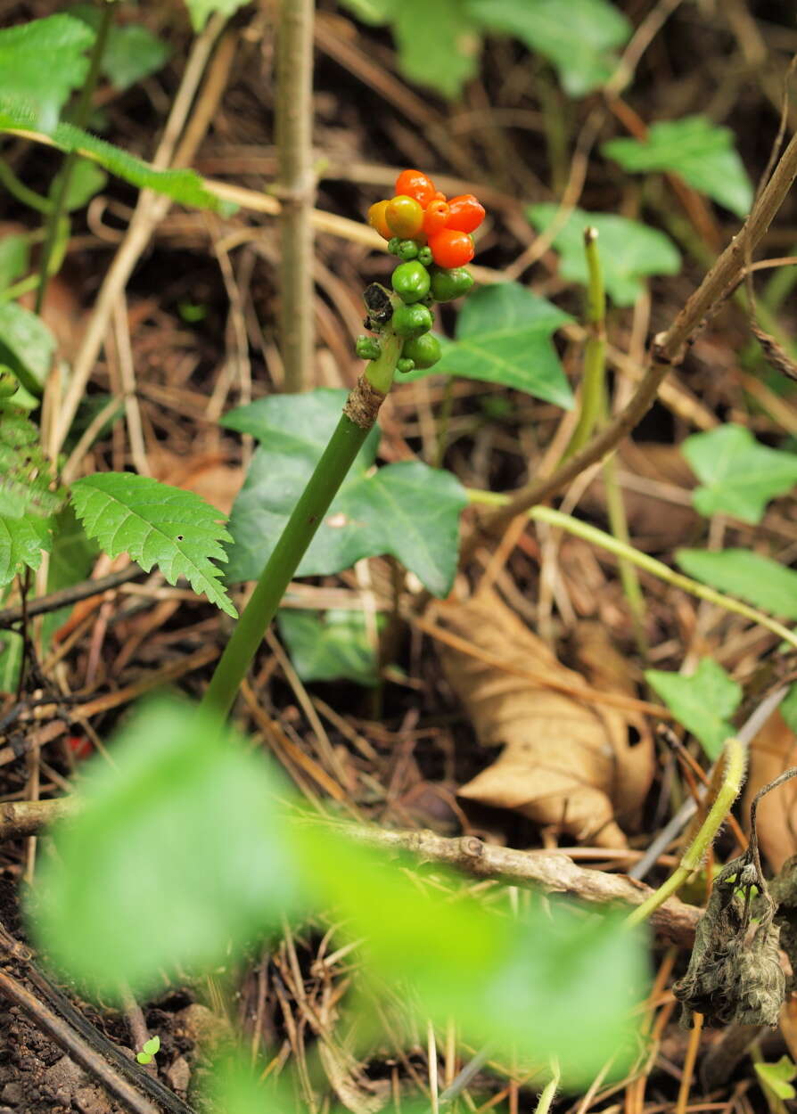 Image of Arum cylindraceum Gasp.