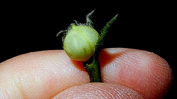 Image of Ipomoea cynanchifolia Meisn.