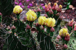 Image of Brownspine Pricklypear