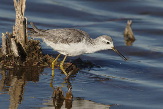 Image of Marsh Sandpiper