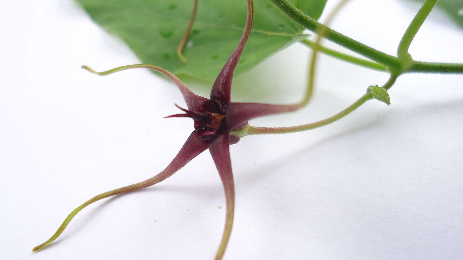 Image de Oxypetalum harleyi (Fontella & Goyder) Farin.