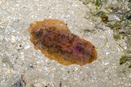 Image of Dendrodoris fumata (Rüppell & Leuckart 1830)