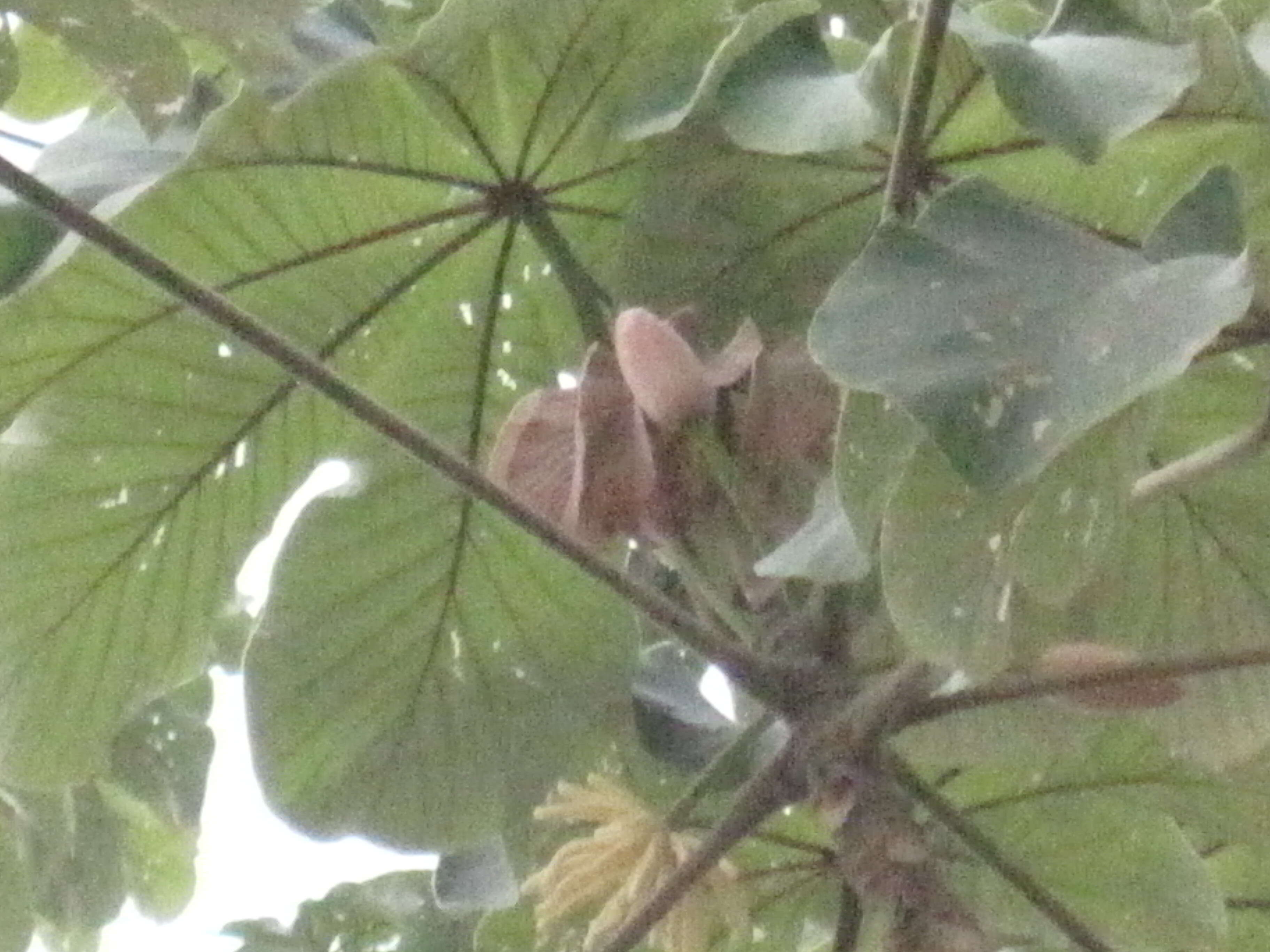 Image of Yagrumo Hembra, Trumpet-Tree