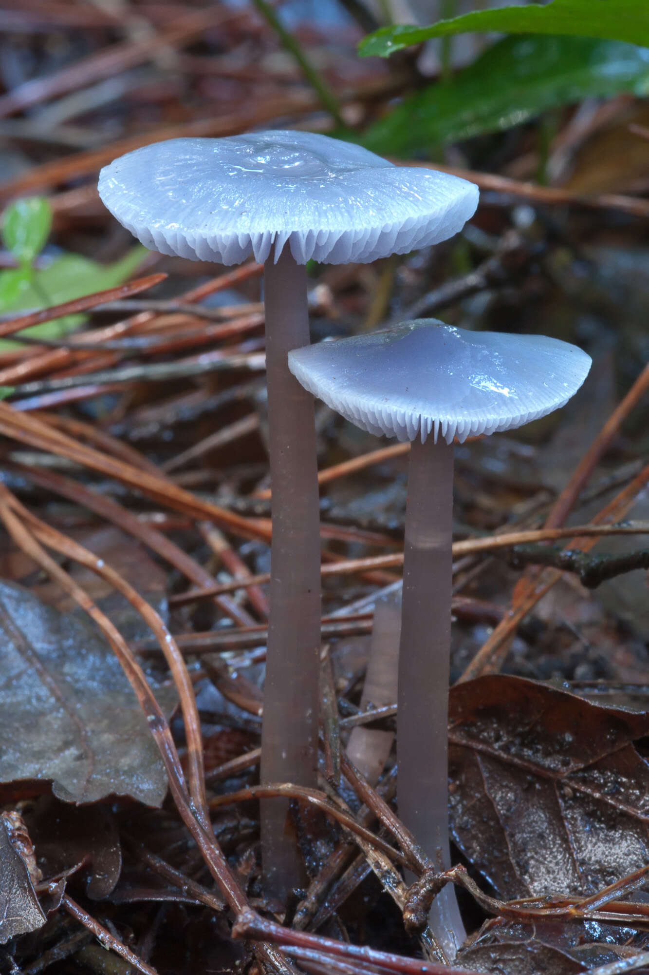 Imagem de Mycena pura (Pers.) P. Kumm. 1871