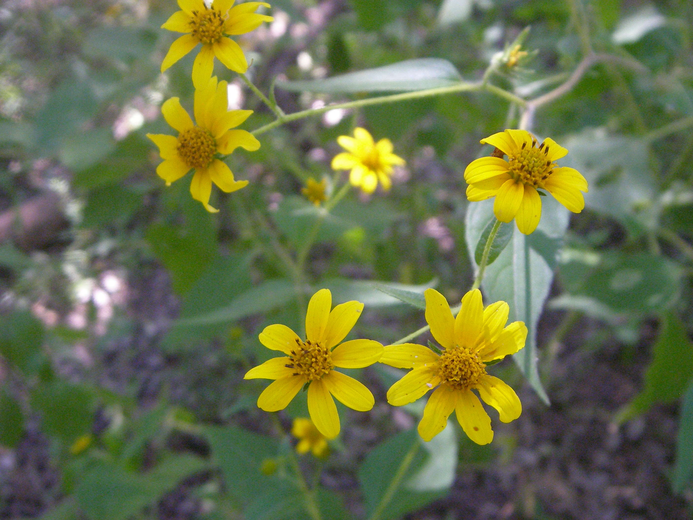 Sivun Viguiera dentata (Cavanilles) Spreng. kuva