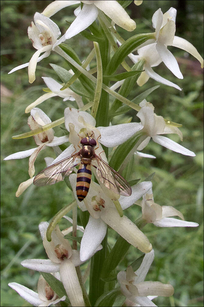 Image of lesser butterfly-orchid