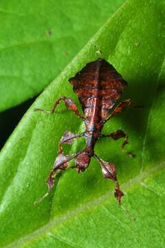 Image of Phyllium (Pulchriphyllium) giganteum Hausleithner 1984