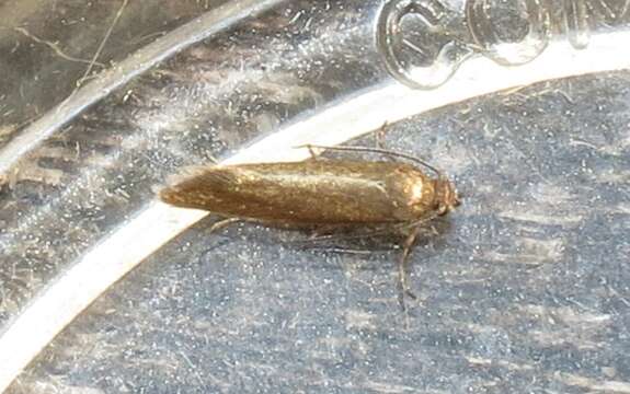 Слика од Glyphipterix fuscoviridella Haworth 1812