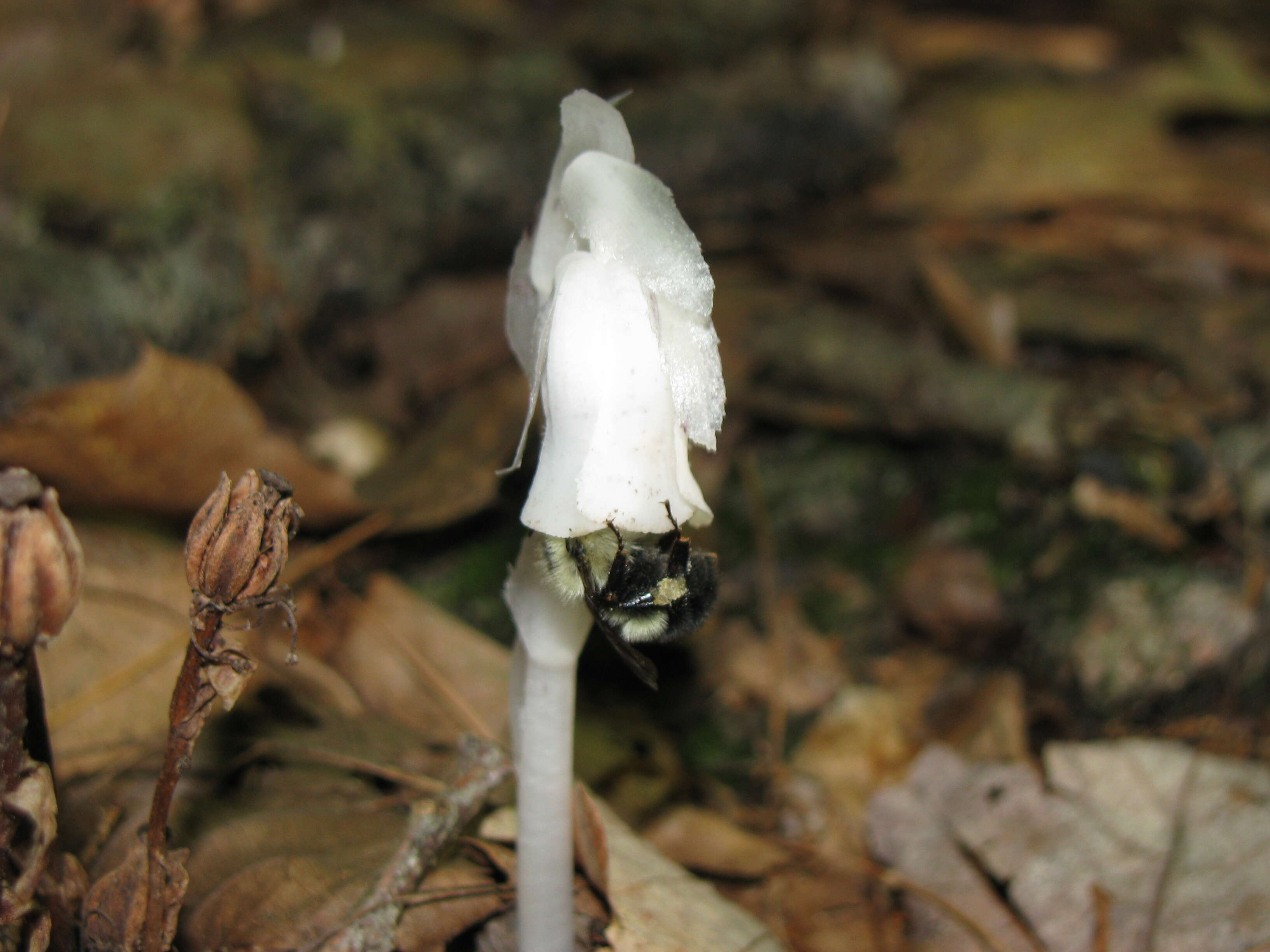 Image of Indianpipe