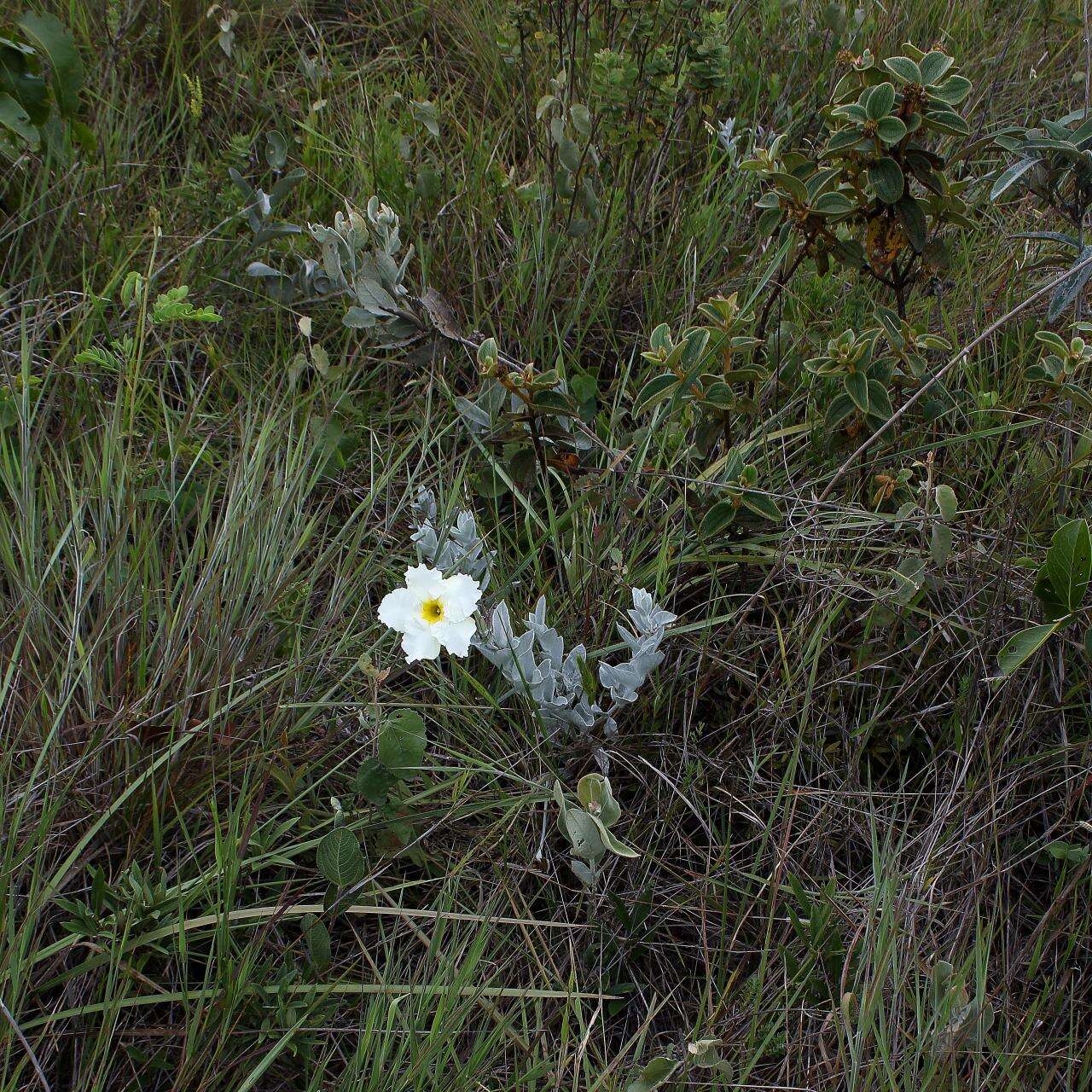 Image of Mandevilla velame (A. St.-Hil.) Pichon