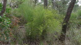 Image of Leptomeria acida R. Br.