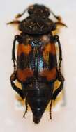 Image of Nicrophorus (Nicrophorus) distinctus (Grouvelle 1885)