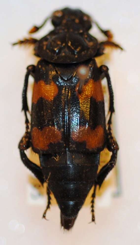 Nicrophorus (Nicrophorus) distinctus (Grouvelle 1885) resmi