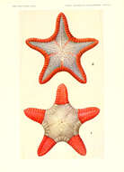 Image de Goniodiscaster bicolor H. L. Clark 1938