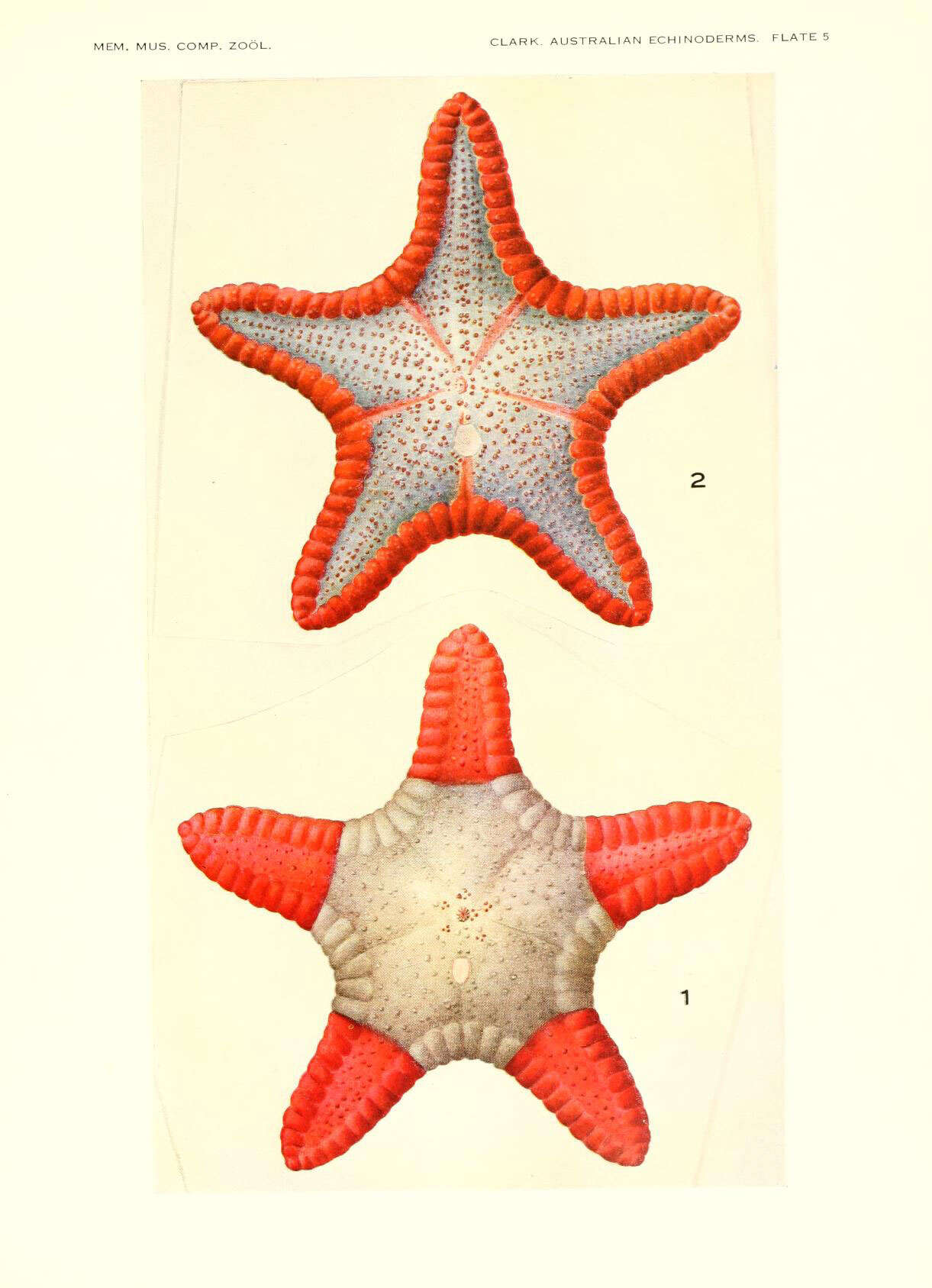 Image of Goniodiscaster H. L. Clark 1909