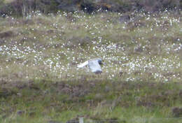 Image of Hen Harrier