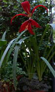 Image of Jacobean Lily