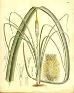 Sivun Kniphofia multiflora J. M. Wood & M. S. Evans kuva