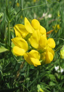 Lathyrus pratensis L. resmi