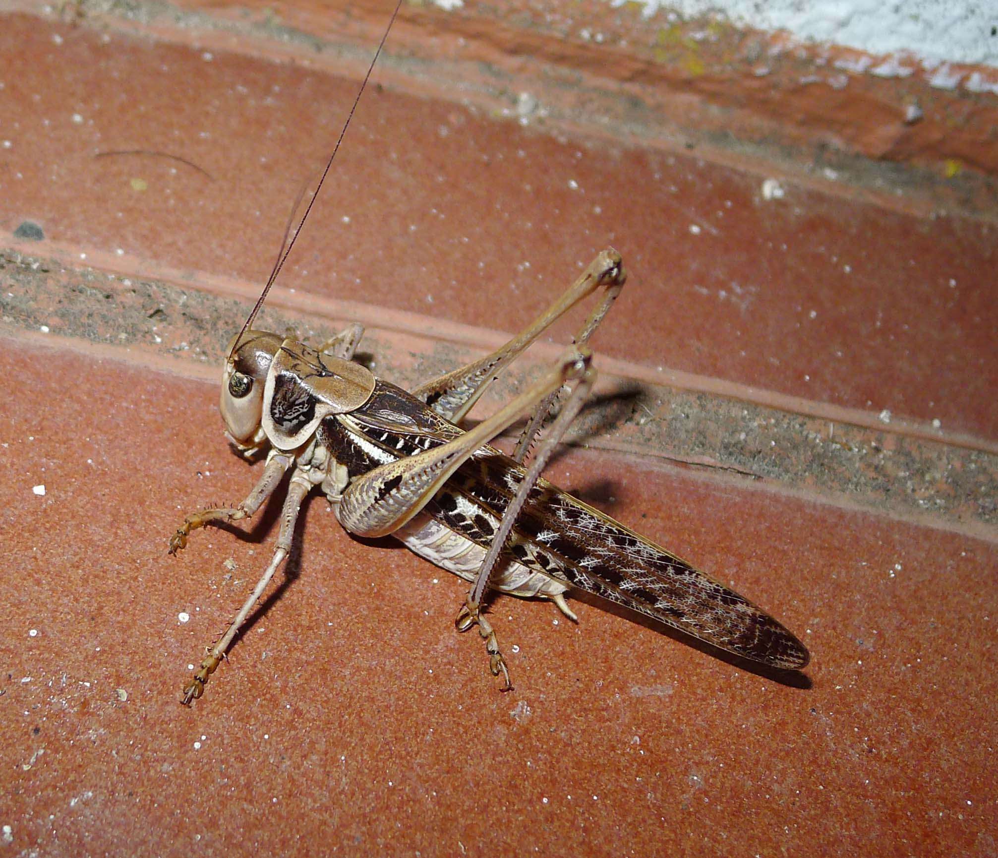 Image of Decticus