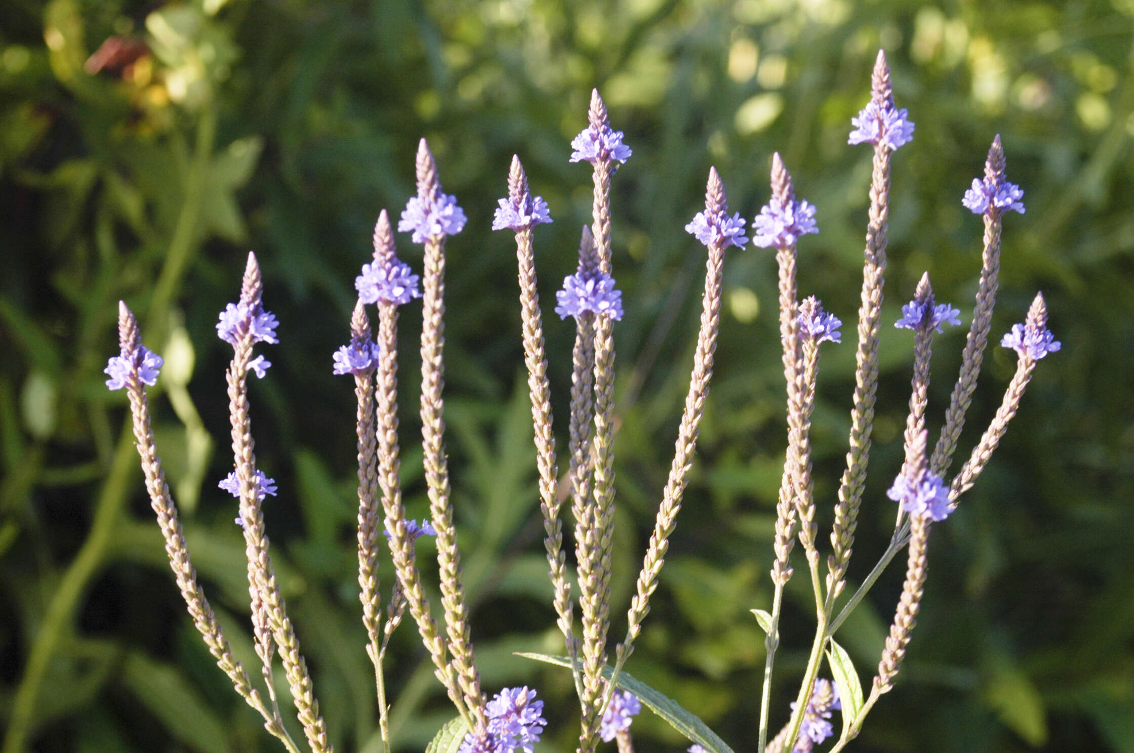 Image of swamp verbena