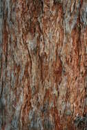 Image of Eucalyptus cephalocarpa Blakely