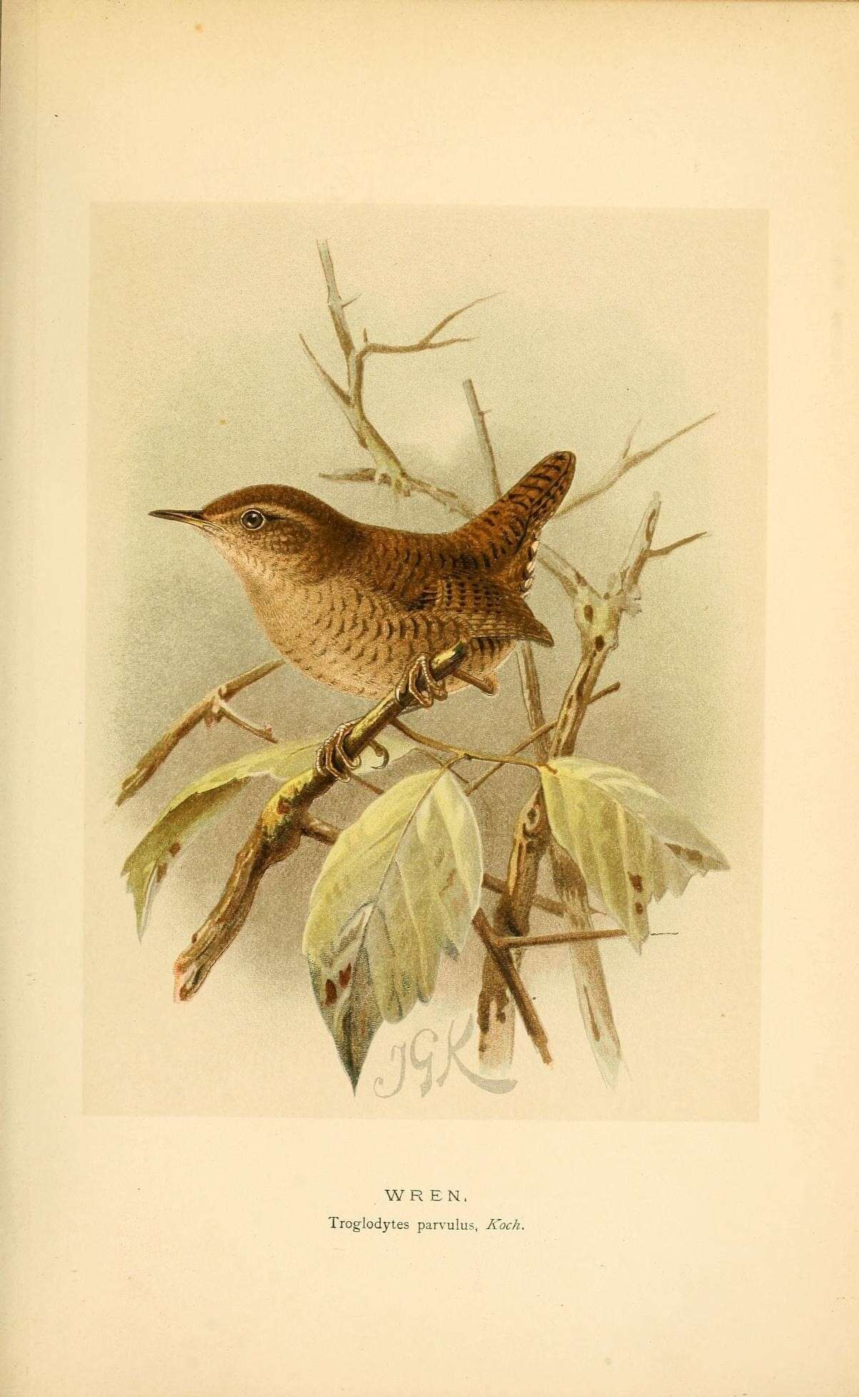 Image of Troglodytes Vieillot 1809