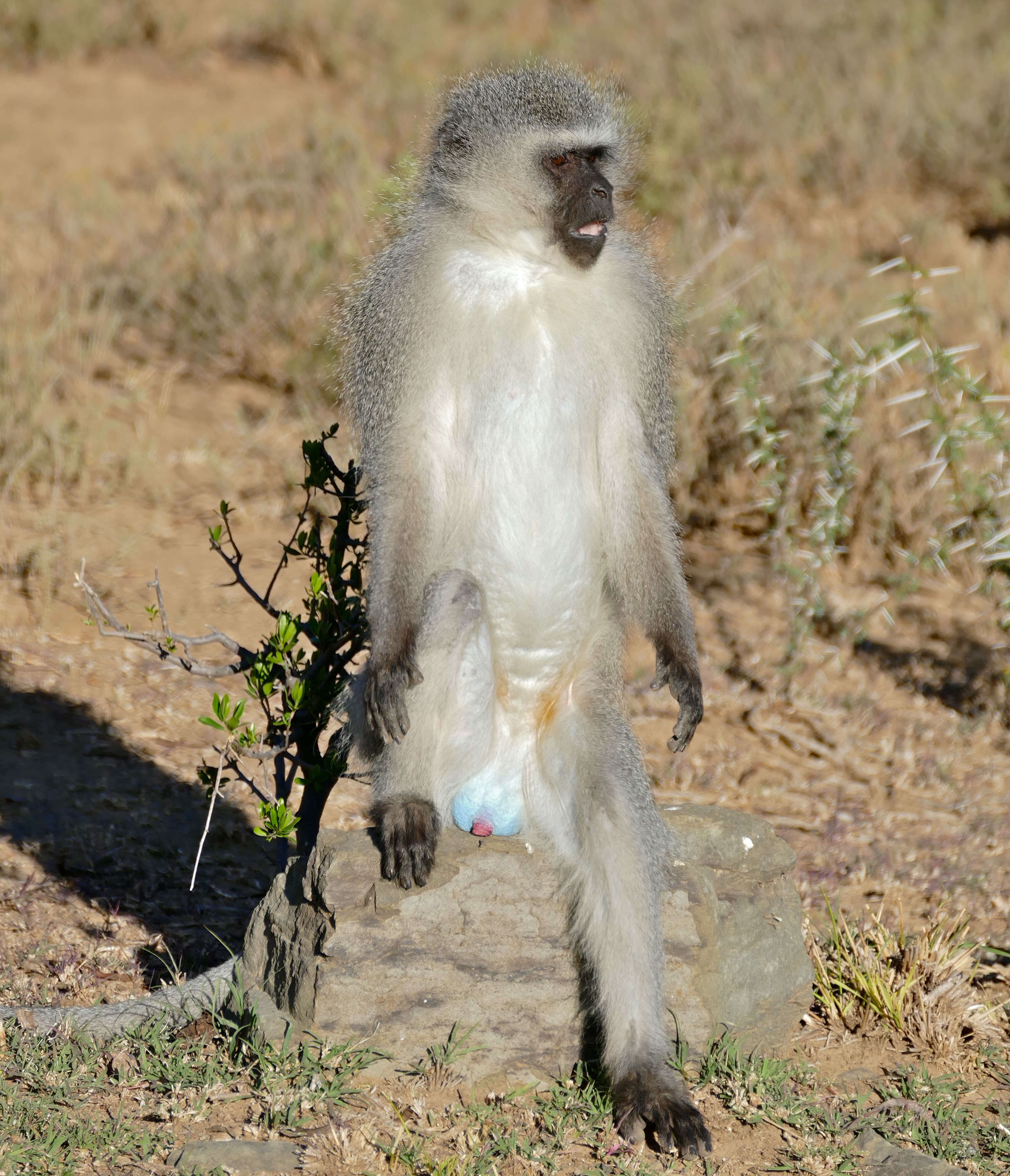 Image of Green monkeys