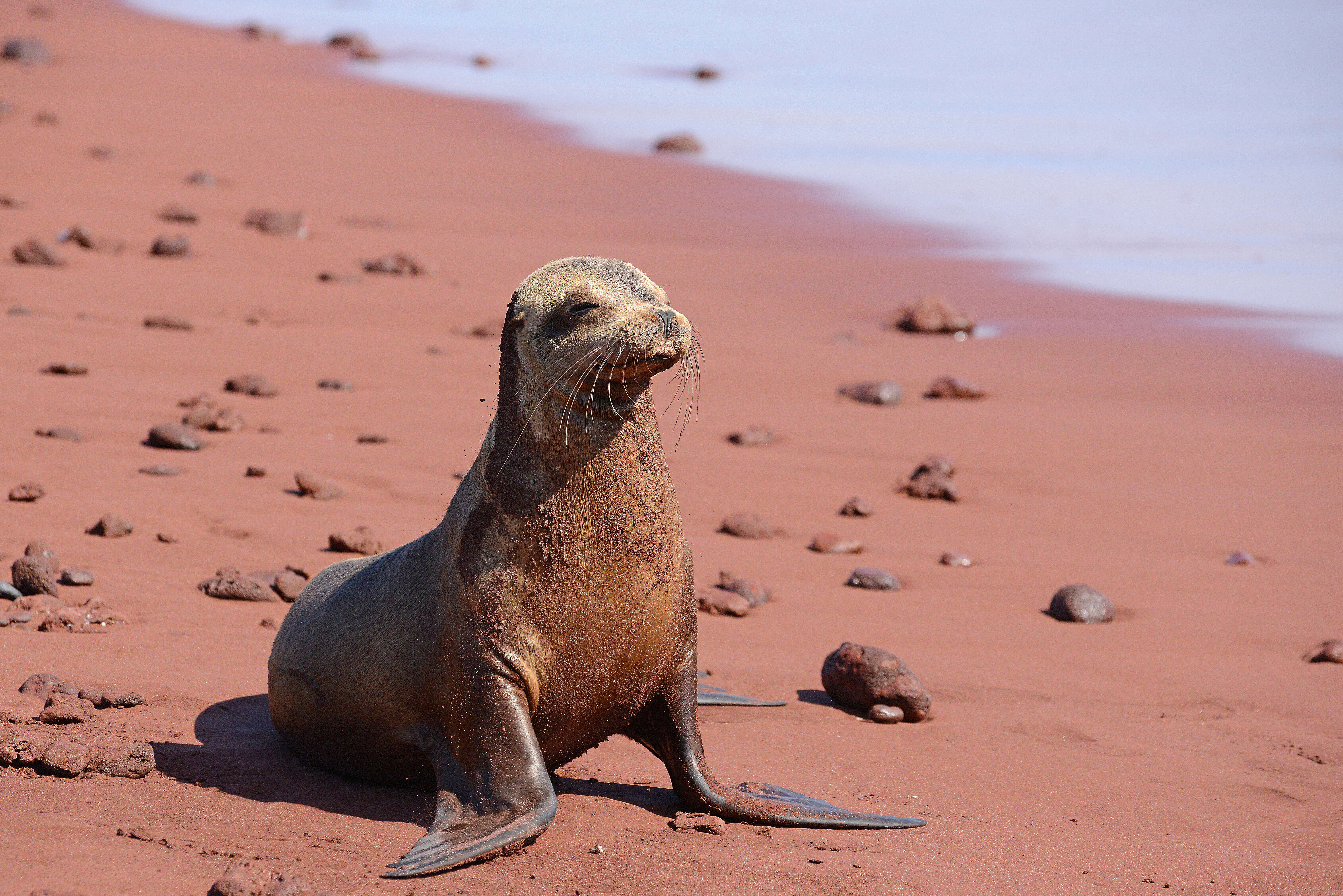 Image of Sea Lion