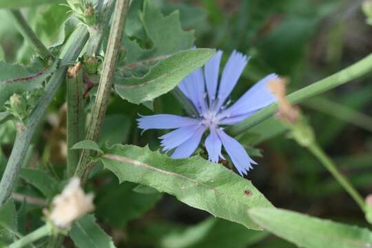 Image of chicory