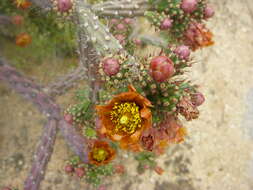 Image of Stag-horn Cholla