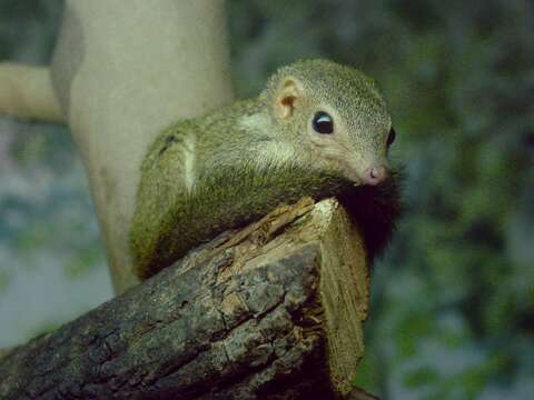 Image of Lesser Treeshrew