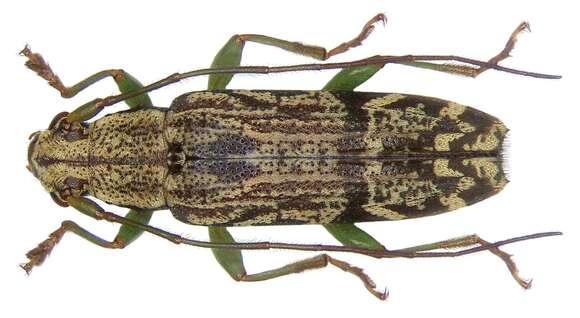 Image of Tmesisternus