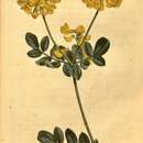 Image of Coronilla coronata L.