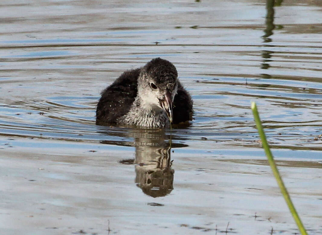 Image of Common Coot