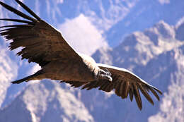 Image de Vultur Linnaeus 1758