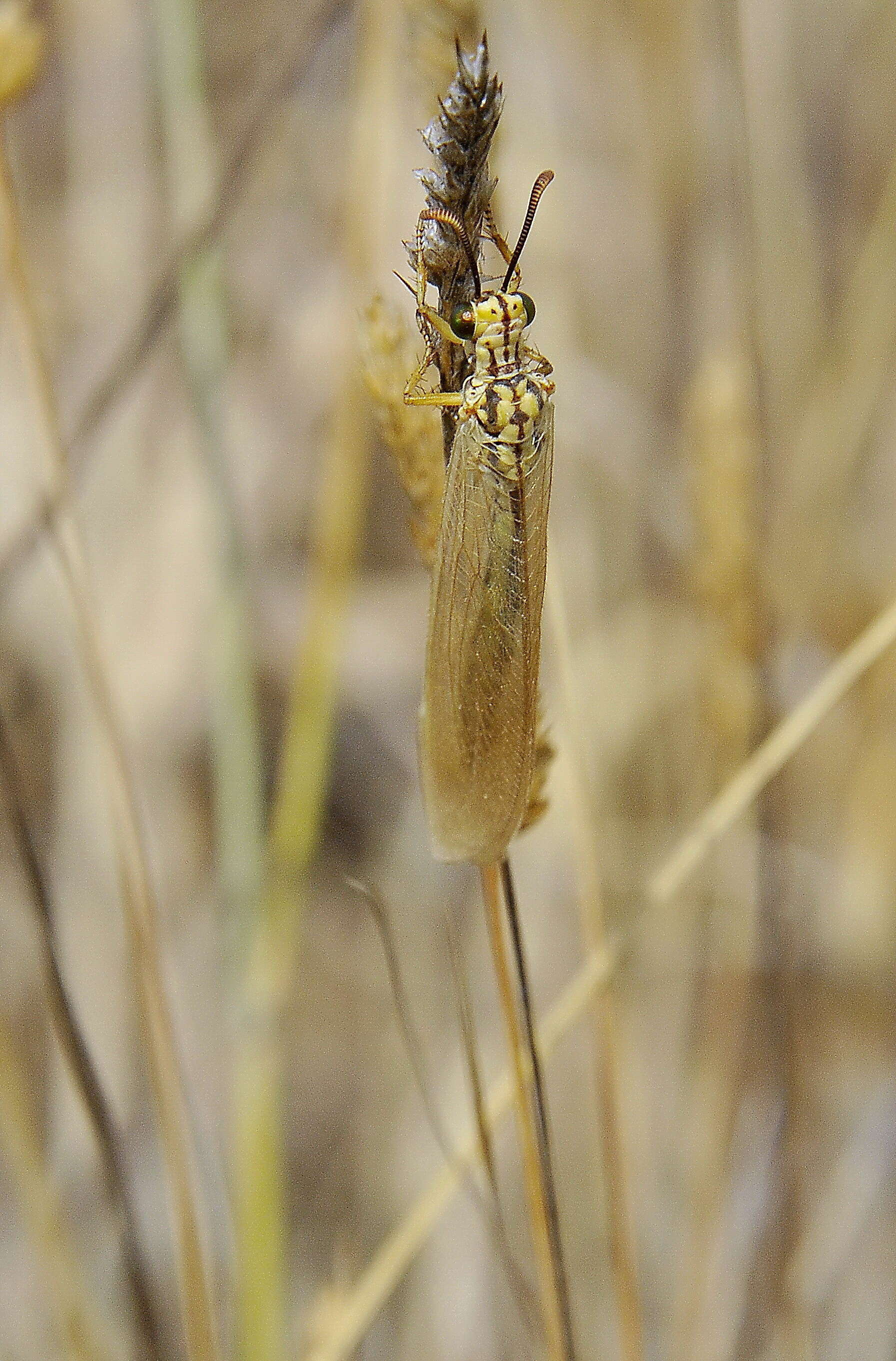 Image of Myrmecaelurus