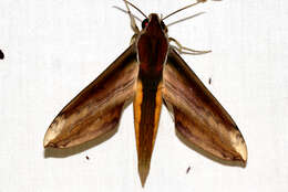 Image of Yam hawk moth